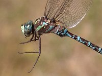 Canada Darner - male - hand held - Hamilton County, NY - 09/12/04