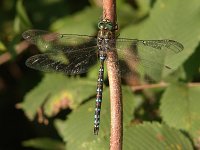 Canada Darner - male - Saratoga County, NY - 08/17/04