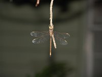 Fawn Darner - male - posed - Saratoga County, NY - 07/26/05