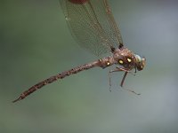 Fawn Darner - male - hand held - Saratoga County, NY - 07/31/05