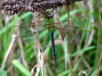 Green Darner - female - Saratoga County, NY - 8/27/03