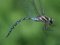 Green-Striped Darner -male - handheld - Saratoga County, NY - 08/20/05