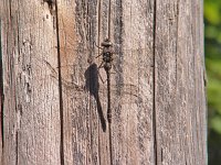 Harlequin Darner -female - Saratoga County, NY - 05/28/05