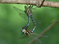 Lance-Tipped Darner - pair - Saratoga County, NY - 08/03/04