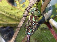 Shadow Darner - male - Saratoga County, NY - 10/08/03