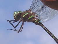 Shadow Darner - male - handheld - Hamilton County, NY - 09/12/04