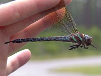 Swamp Darner - female- road casualty - Okeefenokee Nat. Wildlife Refg. GA - 05/07/05