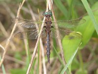 Beaverpond Baskettail - male - Hamlton County, NY - 06/19/05