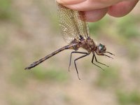 Beaverpond Baskettail - male - handheld - Hamlton County, NY - 06/19/05