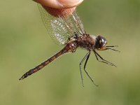 Common Baskettail - male - handheld -  Saratoga County, NY - 06/27/05