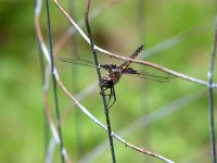 Common Baskettail - female - Saratoga County, NY - 05/29/04