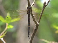 Mocha Emerald - female - Saratoga County, NY - 07/4/04
