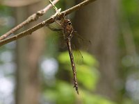 Mocha Emerald - female - Saratoga County, NY - 07/4/04