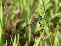 Petite Emerald - male - Hartford County, CT - 07/25/04