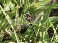 Petite Emerald - male - Hartford County, CT - 07/25/04