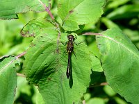 Racket-Tailed Emerald - female - Saratoga County, NY - 05/29/04