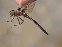 Uhler's Sundragon - male - handhald - Saratoga County, NY - 06/18/05