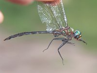 Williamson's Emerald - male - handheld -Saratoga County, NY - 09/9/05