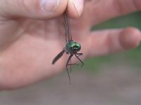 Williamson's Emerald - male - handheld -Saratoga County, NY - 09/9/05