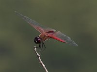 Antillean Saddlebags - Monroe County, FL - 04/26/15