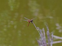 Antillean Saddlebags - Monroe County, FL - 05/07/14