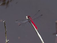 Antillean Skimmer - Monroe County, FL - 05/16/09