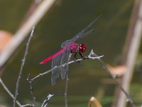 Antillean Skimmer - Monroe County, FL - 05/07/14