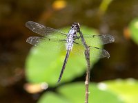 Bar-Winged Skimmer - male - Okeefenokee Nat. Wildlife Refg. GA - 05/7/05
