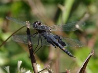 Black Saddlebags - Cape May County, NJ - 09/23/15