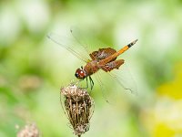 Carolina Saddlebags - Cape May County, NJ - 09/17/13
