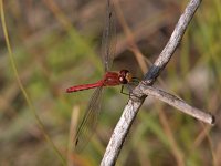 Cherry-Faced Meadowhawk - Hamilton County, NY - 09/4/04