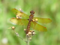 Eastern Amberwing - male - Saratoga County, NY - 06/24/06