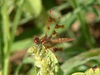 Eastern Amberwing - female - Hampden County, MA - 07/25/04