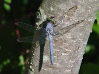 Eastern Pondhawk - male - Saratoga County, NY - 07/09/04