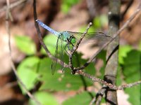 Eastern Pondhawk - male - Saratoga County, NY - 06/04/04
