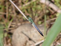 Eastern Pondhawk - male - Saratoga County, NY - 06/24/04