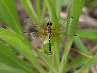 Elfin Skimmer - Sand Hill Nat. Wildlife Refg., SC - 05/4/05