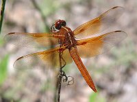 Flame Skimmer - Cochise County, AZ - 08/27/06