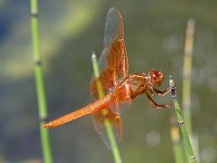Flame Skimmer - Cochise County, AZ - 08/27/06