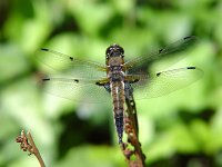 Four-Spotted Skimmer - Saratoga County, NY - 05/29/04