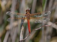 Golden-Winged Skimmer - male -  Cape May County, NJ - 09/18/14