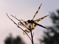 Halloween Pennant - male - Saratoga County, NY - 07/13/05