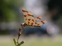 Halloween Pennant - female - Rensselaer County, NY - 07/16/04