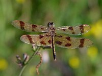 Halloween Pennant - female - Rensselaer County, NY - 07/16/04