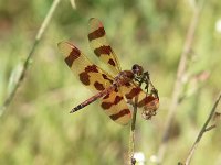 Halloween Pennant - male - Hartford County, CT - 07/25/04