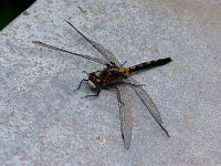 Hudsonian Whiteface - female - Hampden County, MA - 07/25/04