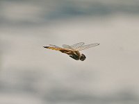 Hyacinth Glider - Dade County, FL - 04/16/08