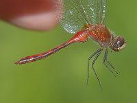 Jane's Meadowhawk - Saratoga County, NY - 08/12/05
