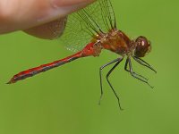 Jane's Meadowhawk - Saratoga County, NY - 08/7/05