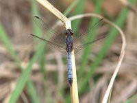Little Blue Dragonlet - Sand Hill Nat. Wildlife Refg., SC - 05/4/05